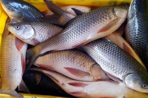 Bengal Fish Rohu Fish .